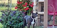 Coco joined the competition — help win amazing prizes! dog, black_dog, white_chest, garden, flowers, red_flowers, purple_flowers, greenery, stone_wall, pink_chair, outdoor, grass, plants, fence, collar, pet, nature, daylight, curious, alert