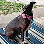 Coco joined the competition — help win amazing prizes! dog, black_dog, white_paws, pink_collar, flower_collar, sitting, rug, striped_rug, outdoor, porch, grass, sidewalk, happy, pet, canine, animal, domestic_animal, smiling, attentive, fur