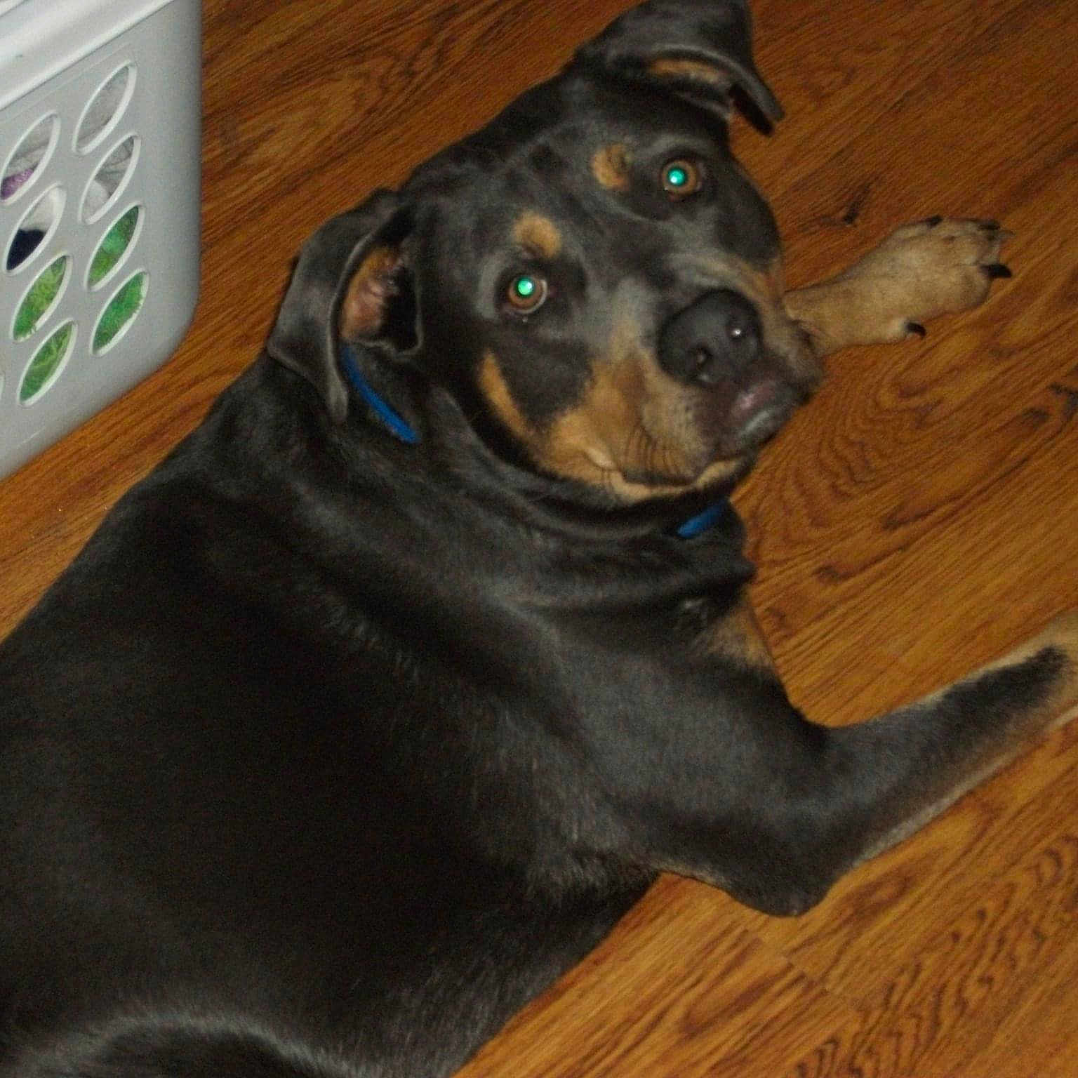 Gus joined the competition — help win amazing prizes! animal, black, brown, canine, collar, dog, domestic_animal, ears, flash, floor, fur, glowing_eyes, household, indoor, laundry_basket, looking_up, lying_down, paw, pet, wood_floor