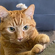 Ritz joined the competition — help win amazing prizes! cat, orange_tabby, green_eyes, paw, close_up, pet, feline, whiskers, fur, indoor, carpet, couch, curious, focused, animal, claws, mammal, domestic_cat, cute, playful