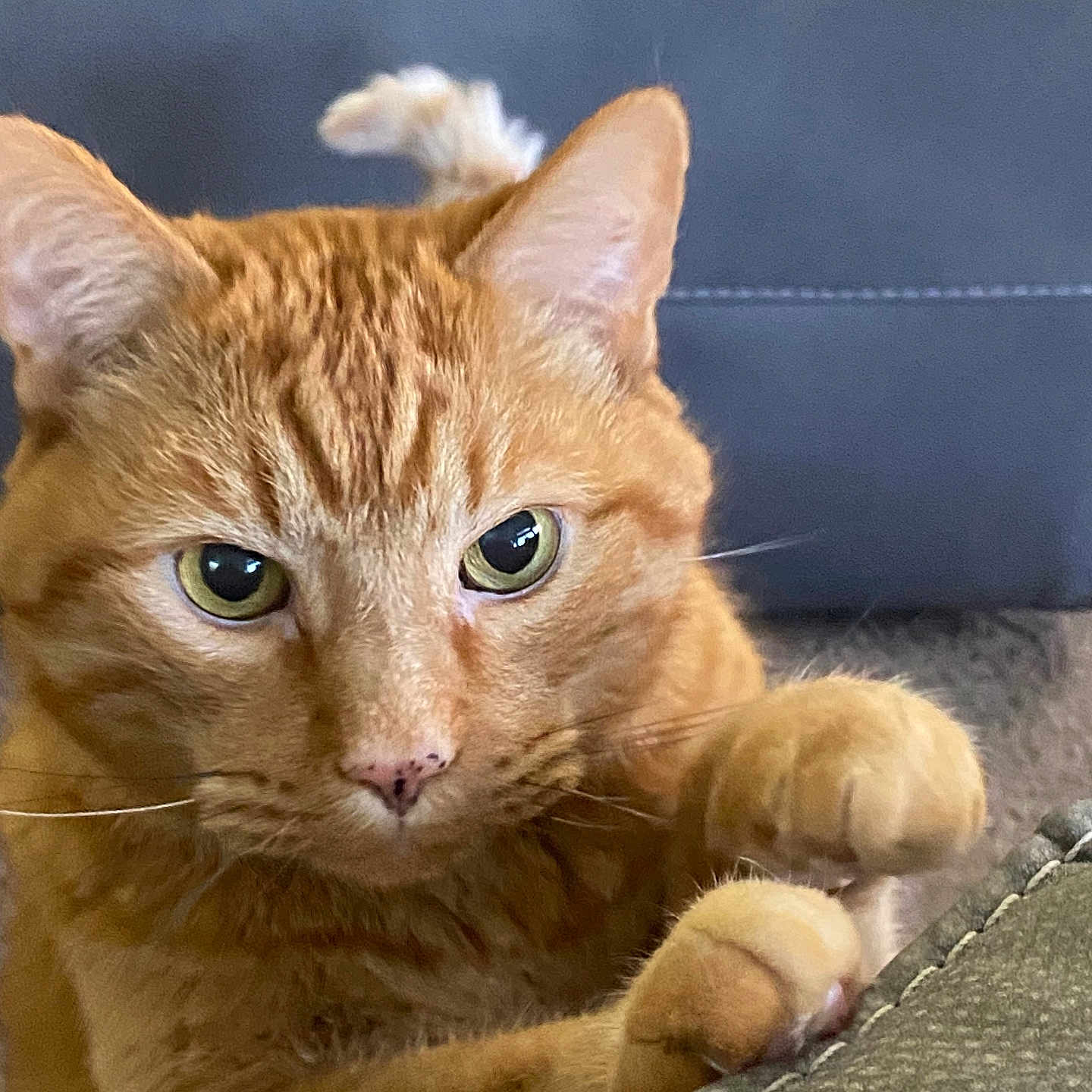Ritz joined the competition — help win amazing prizes! animal, carpet, cat, claws, close_up, couch, curious, cute, domestic_cat, feline, focused, fur, green_eyes, indoor, mammal, orange_tabby, paw, pet, playful, whiskers