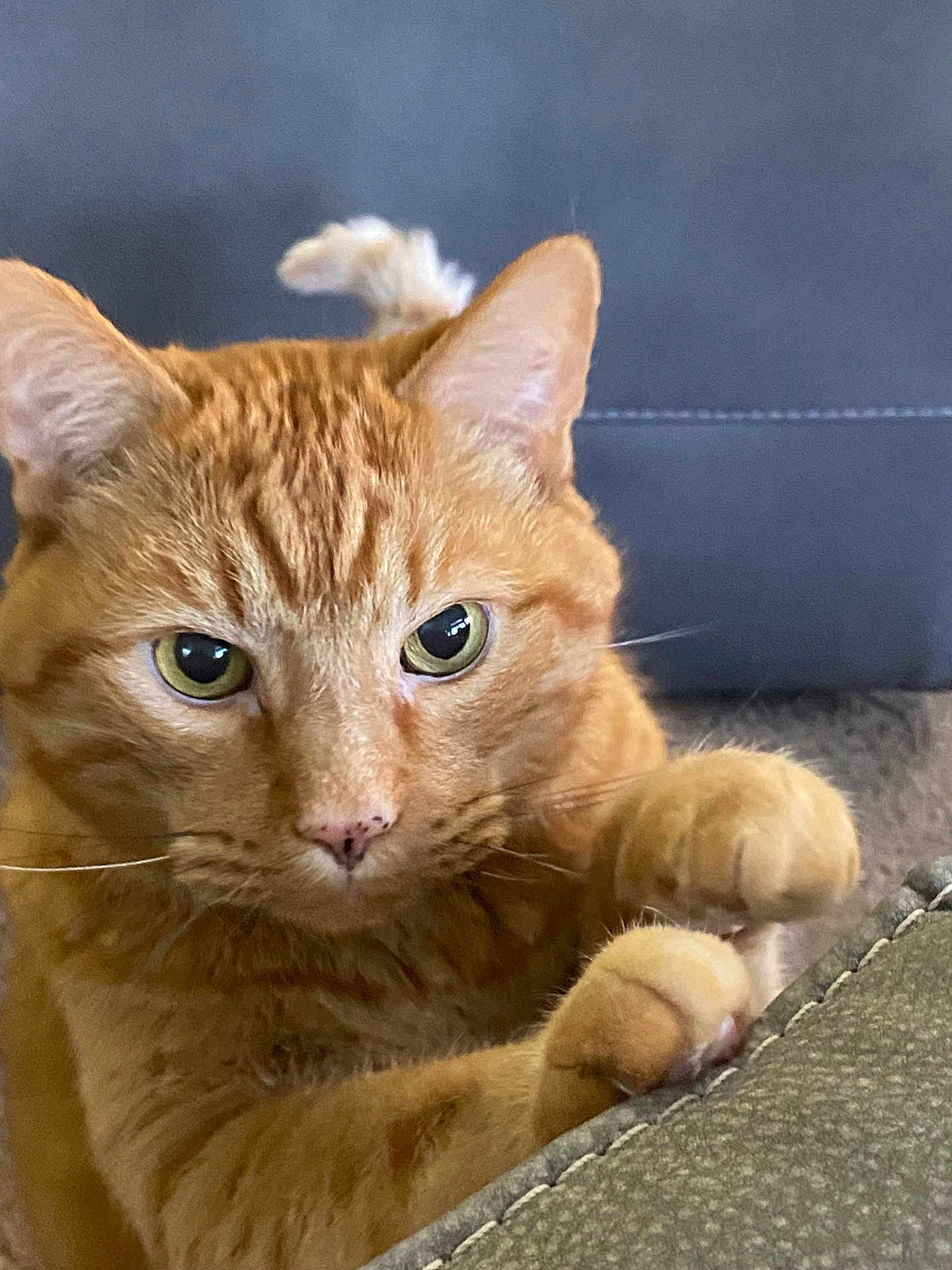 Ritz joined the competition — help win amazing prizes! cat, orange_tabby, green_eyes, paw, close_up, pet, feline, whiskers, fur, indoor, carpet, couch, curious, focused, animal, claws, mammal, domestic_cat, cute, playful