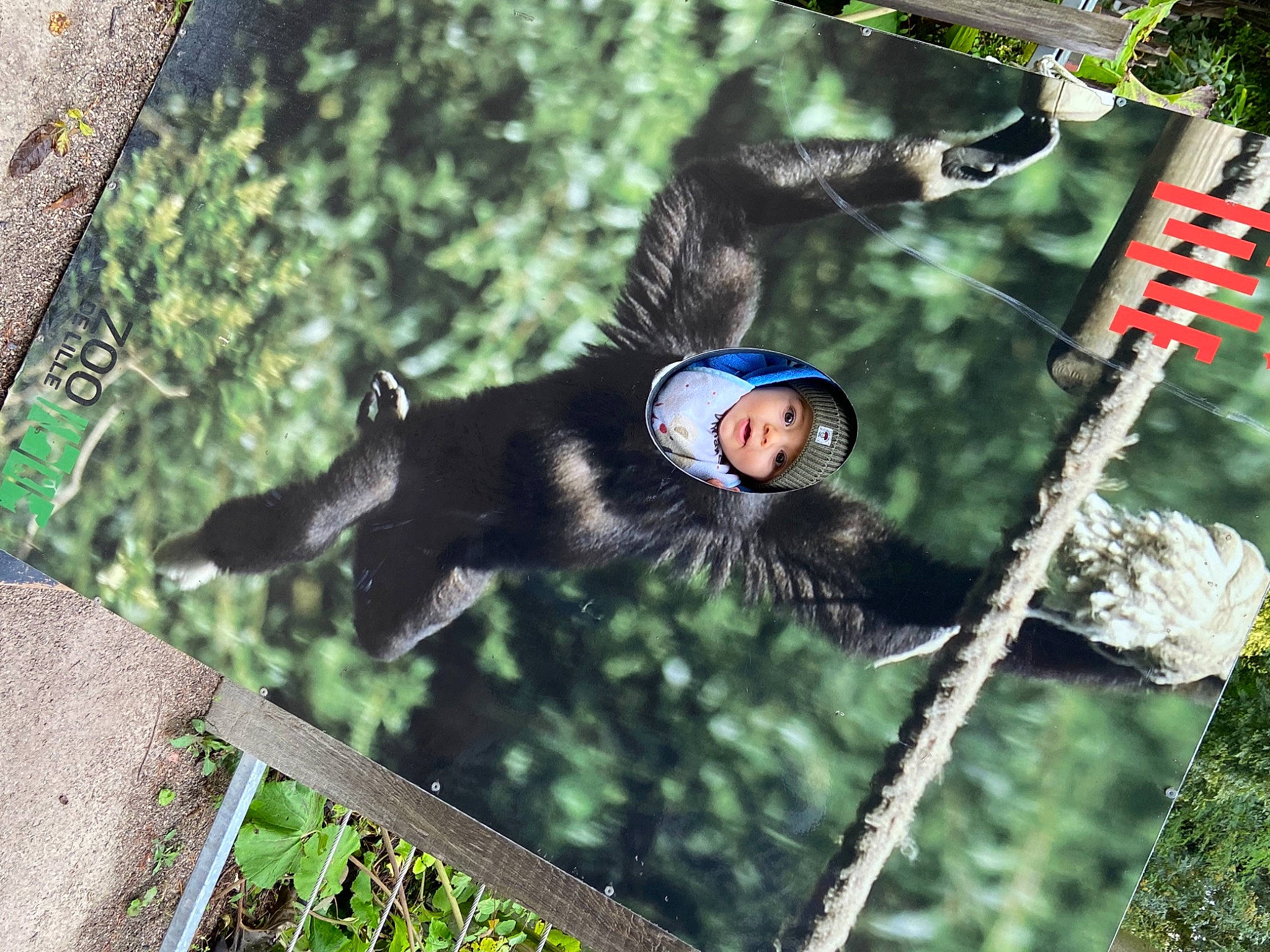 Kayden a rejoint le concours — aidez-le/la à gagner de superbes lots ! adventure, beak, extreme_sport, forest, fun, grass, headwear, helmet, jungle, leisure, organism, person, personal_protective_equipment, plant, recreation, rope, sunglasses, tail, tree, trunk