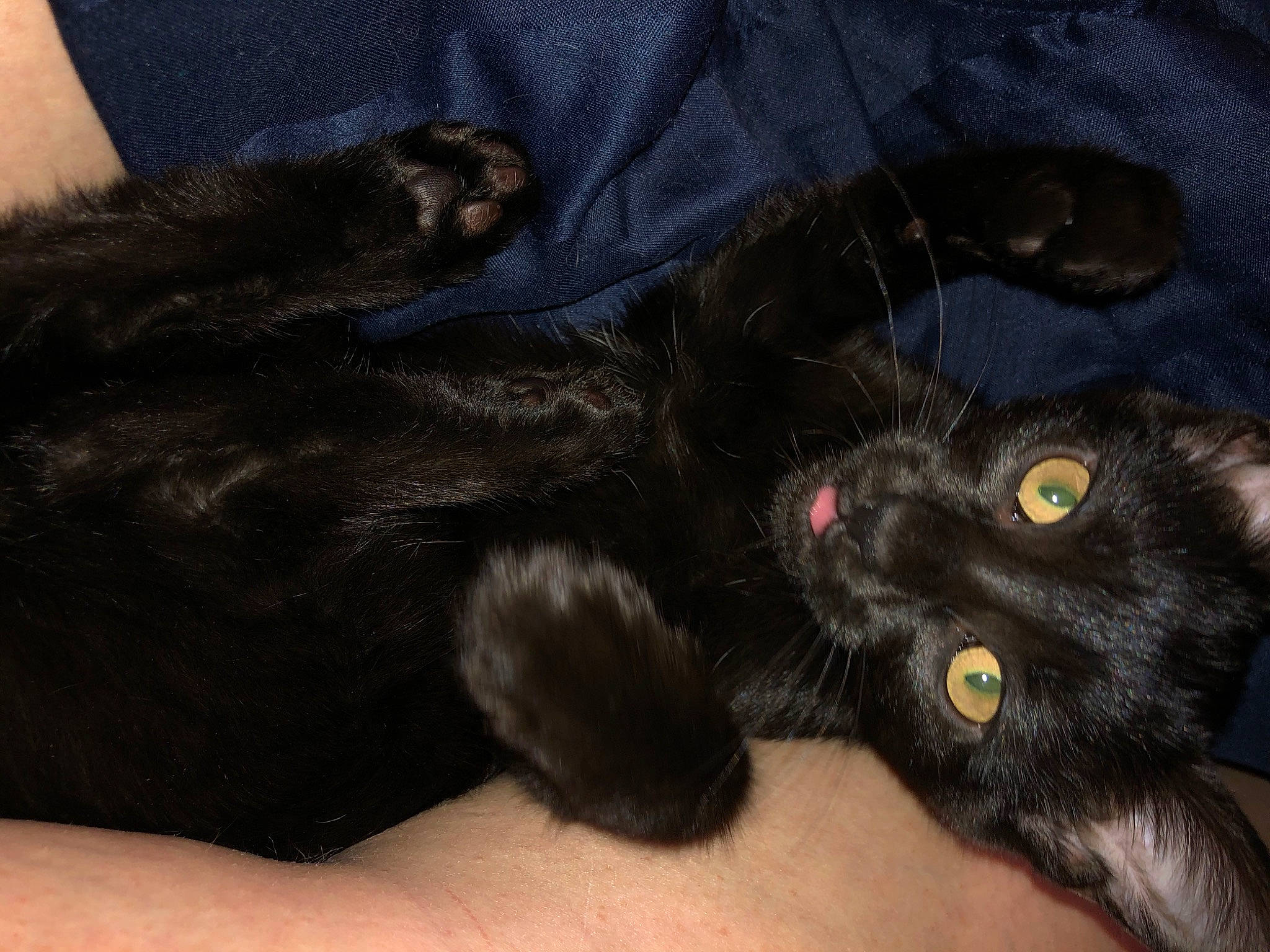 Domino is registered to the contest to win money with this photo: black_cat, bombay, carnivore, cat, claw, comfort, domestic_short_haired_cat, felidae, foot, fur, paw, small_to_medium_sized_cats, snout, tail, terrestrial_animal, whiskers