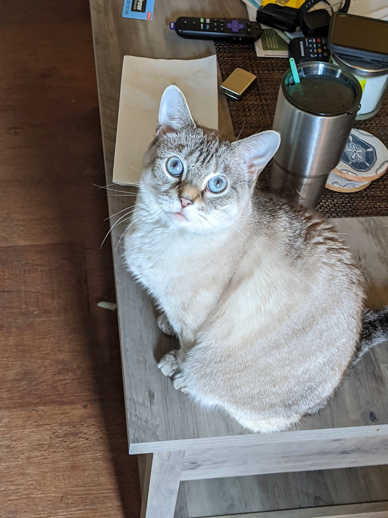 June Carter is registered to the contest to win money with this photo: carnivore, cat, cat_supply, cup, drinkware, fawn, felidae, flooring, grey, kettle, kitchen_appliance, salt_and_pepper_shakers, serveware, small_to_medium_sized_cats, tableware, tail, vacuum_flask, whiskers, window, wood