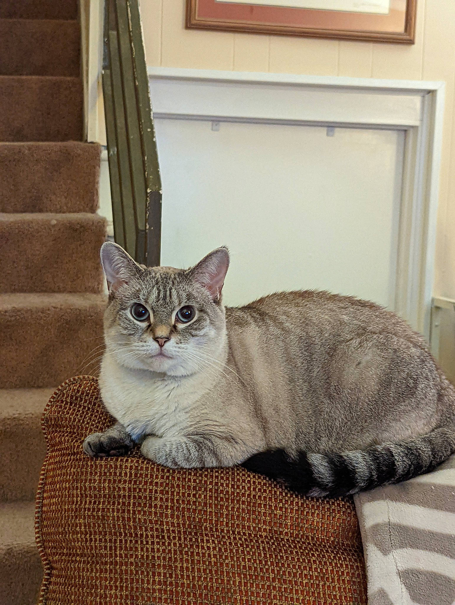 June Carter joined the competition — help win amazing prizes! carnivore, cat, cat_furniture, cat_supply, comfort, domestic_short_haired_cat, felidae, flooring, fur, grey, paw, picture_frame, room, sitting, small_to_medium_sized_cats, snout, tail, whiskers, window, wood