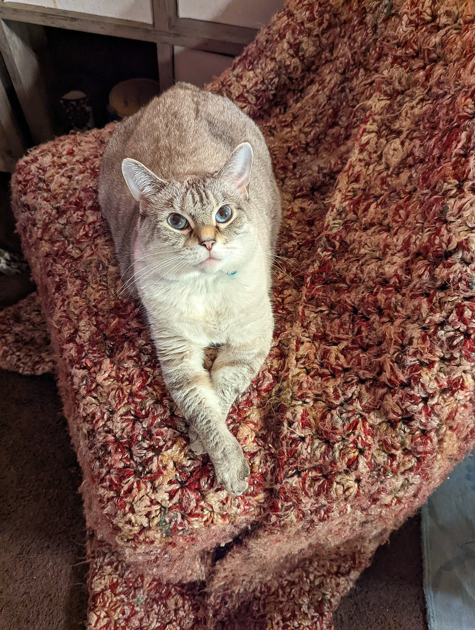 June Carter joined the competition — help win amazing prizes! carnivore, cat, comfort, domestic_short_haired_cat, door, eye, fawn, felidae, fur, glasses, grey, linens, pattern, small_to_medium_sized_cats, snout, tail, textile, whiskers, window, wood