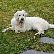 Vickie a rejoint le concours — aidez-le/la à gagner de superbes lots ! dog, white_dog, grass, outdoor, pet, animal, lawn, relaxed, canine, nature, fur, laying_down, quiet, daylight, eyes, tail, paws, snout, ears, resting