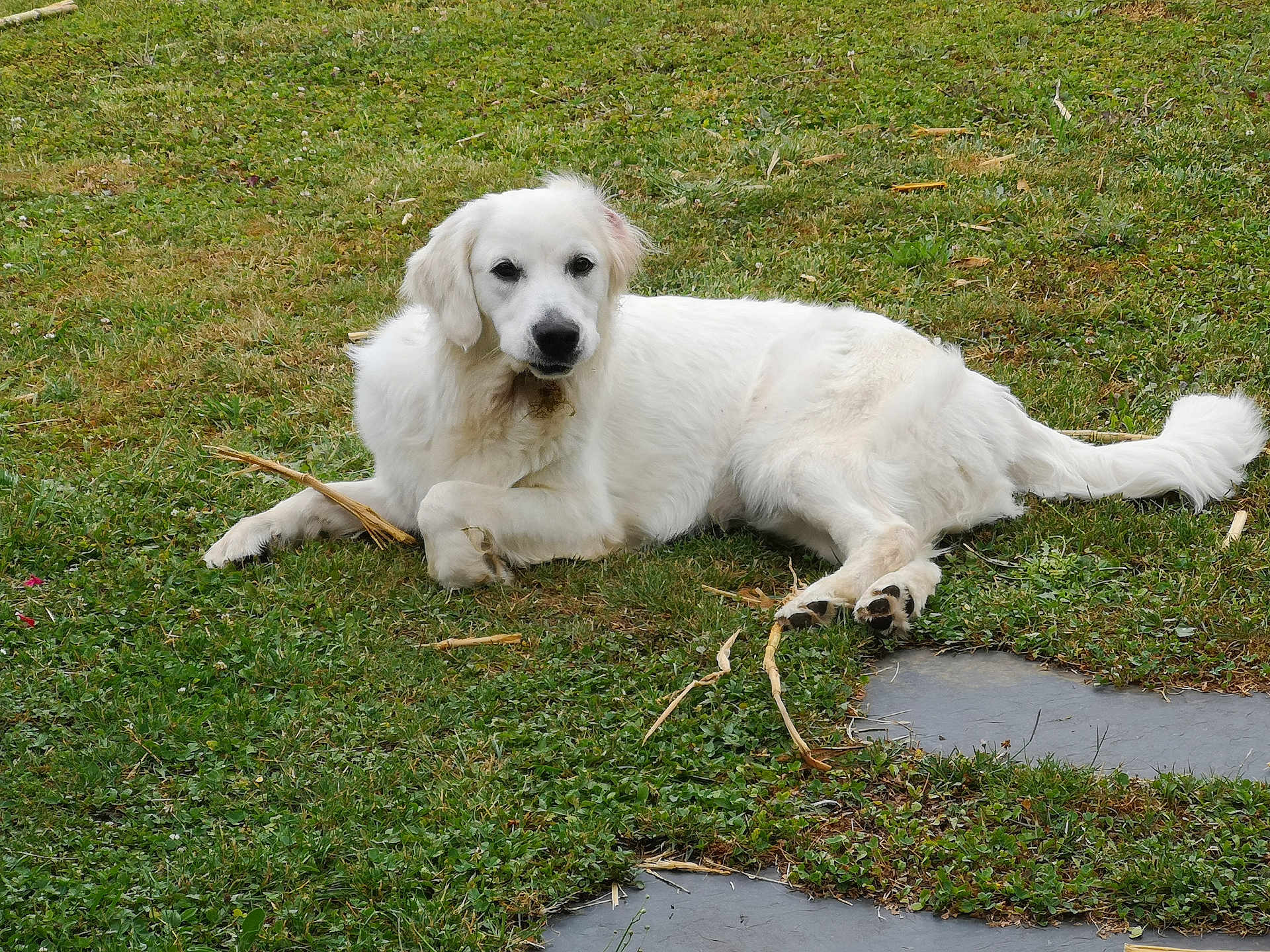 Vickie a rejoint le concours — aidez-le/la à gagner de superbes lots ! dog, white_dog, grass, outdoor, pet, animal, lawn, relaxed, canine, nature, fur, laying_down, quiet, daylight, eyes, tail, paws, snout, ears, resting