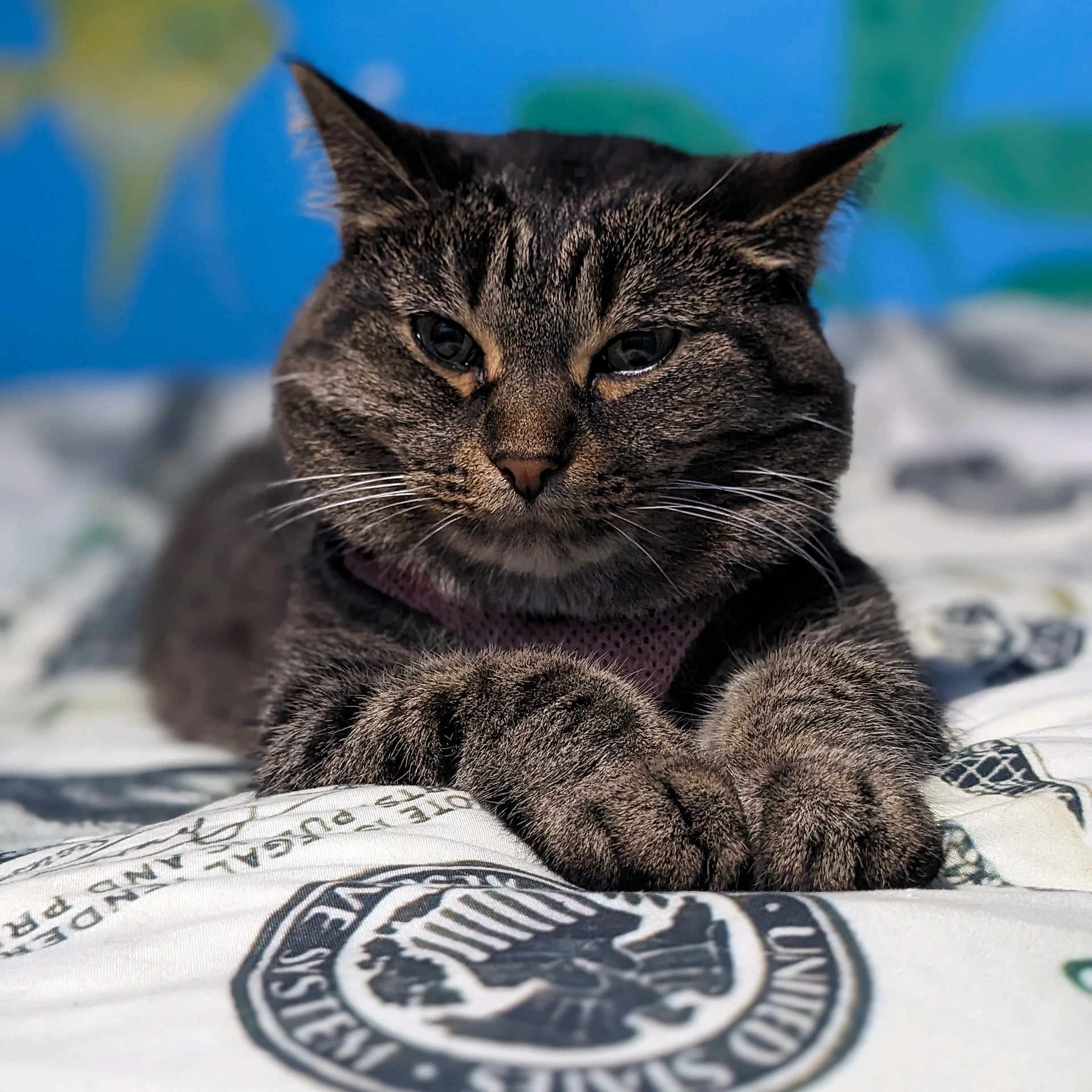 Pepper Wolf joined the competition — help win amazing prizes! animal, bed, blanket, cat, close_up, cute, domestic_cat, ears, feline, fur, indoor, mammal, paws, pet, portrait, relaxed, resting, sleepy, tabby_cat, whiskers