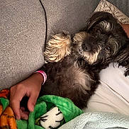 Belle joined the competition — help win amazing prizes! dog, couch, blanket, person, hand, fur, snuggling, cozy, resting, indoors, fabric, wristband, comfort, relaxed, pet, animal, home, soft, black, tan