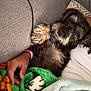 dog, couch, blanket, person, hand, fur, snuggling, cozy, resting, indoors, fabric, wristband, comfort, relaxed, pet, animal, home, soft, black, tan