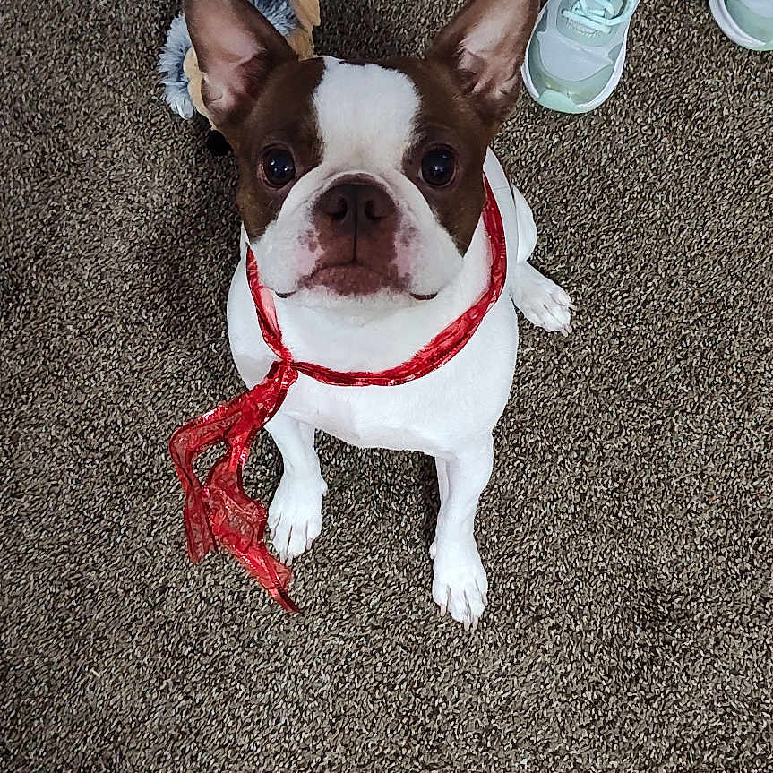 Mabel is registered to the contest to win money with this photo: animal, bostonbull, boxer, bulldog, canine, clothing, dog, footwear, frenchbulldog, hardwood, person, pet, pitbull, puppy, runningshoe, sandal, shoe, sneaker, suede, wood
