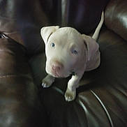 Thor is registered to the contest to win money with this photo: puppy, dog, white_dog, pet, animal, sitting, couch, leather, indoor, home, portrait, close_up, floppy_ears, short_fur, tail, paws, pink_nose, cute, companion_animal, photography