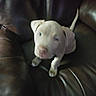 puppy, dog, white_dog, pet, animal, sitting, couch, leather, indoor, home, portrait, close_up, floppy_ears, short_fur, tail, paws, pink_nose, cute, companion_animal, photography
