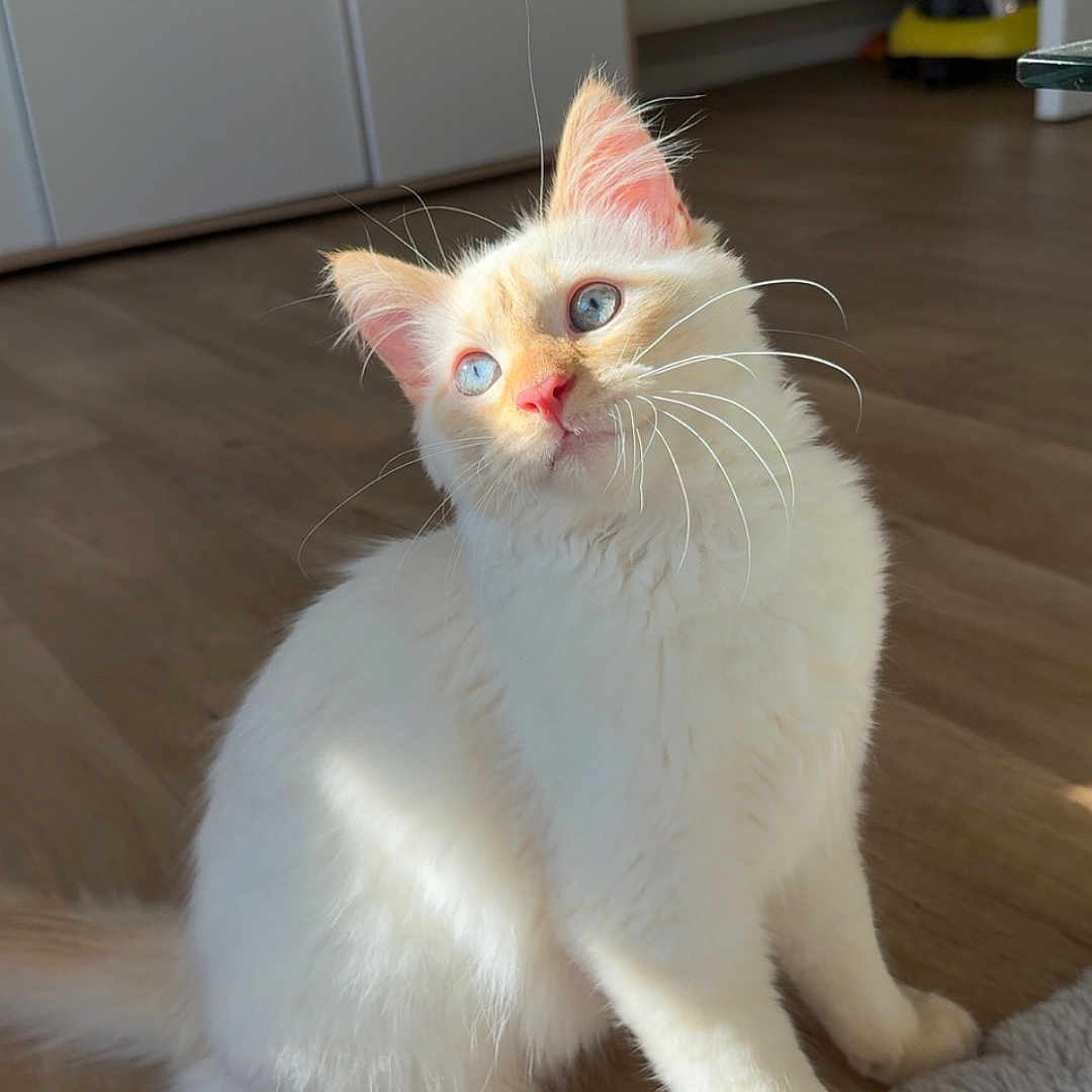 Rio a rejoint le concours — aidez-le/la à gagner de superbes lots ! animal, blue_eyes, cat, cozy, curious, cute, domestic, ears, feline, fluffy_fur, household, indoor, pet, portrait, sitting, soft_rug, sunlight, whiskers, white_cat, wooden_floor