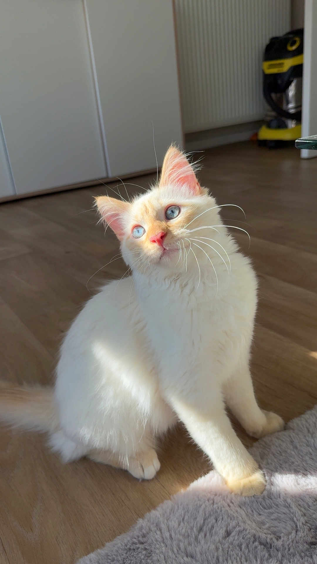 Rio a rejoint le concours — aidez-le/la à gagner de superbes lots ! cat, white_cat, blue_eyes, fluffy_fur, indoor, wooden_floor, sunlight, pet, animal, cozy, feline, whiskers, ears, curious, sitting, soft_rug, domestic, household, cute, portrait