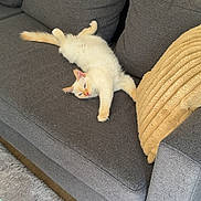 Rio participe au concours pour gagner de l'argent avec cette photo : cat, couch, grey_couch, pillow, blanket, orange_cat, cream_cat, relaxed, indoor, living_room, carpet, headphones, furniture, pet, sleepy, cozy, fluffy, resting, home, soft_texture