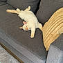 cat, couch, grey_couch, pillow, blanket, orange_cat, cream_cat, relaxed, indoor, living_room, carpet, headphones, furniture, pet, sleepy, cozy, fluffy, resting, home, soft_texture