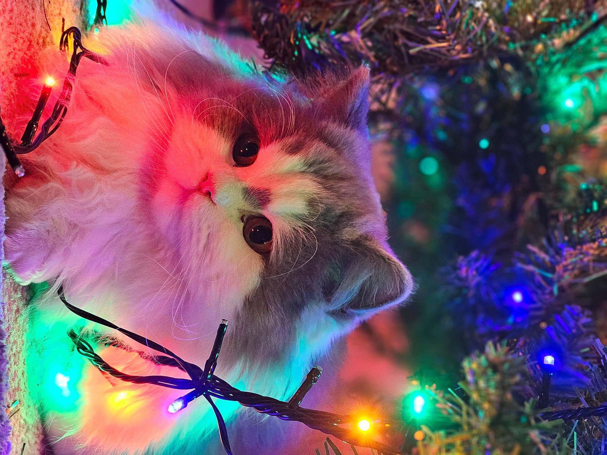 Jinx is registered to the contest to win money with this photo: art, branch, carnivore, cat, christmas_decoration, christmas_ornament, christmas_tree, electric_blue, event, evergreen, felidae, holiday, light, magenta, nature, ornament, purple, sky, small_to_medium_sized_cats, whiskers