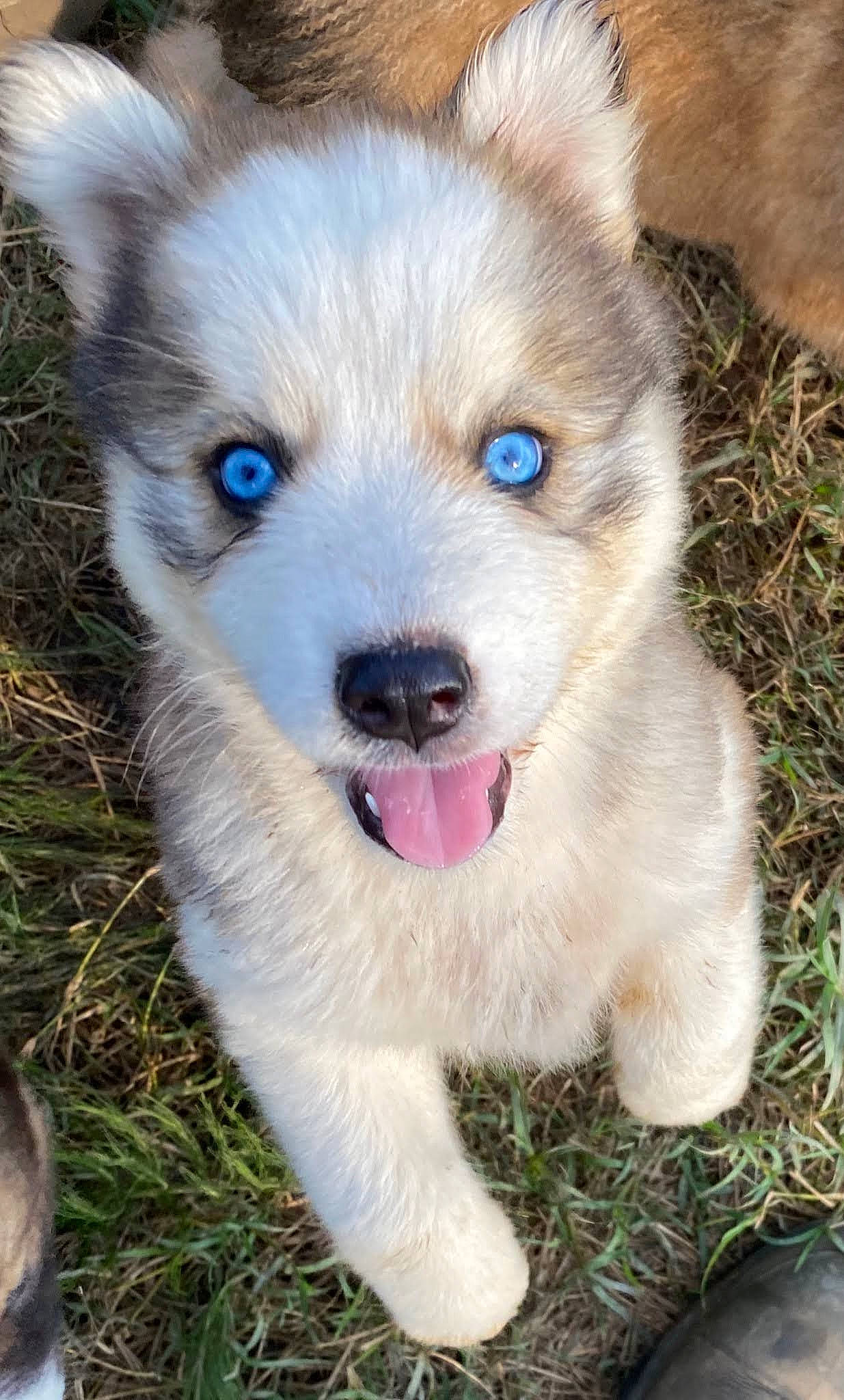 Saphire joined the competition — help win amazing prizes! ancient_dog_breeds, carnivore, companion_dog, dog, dog_breed, fang, fawn, fur, grass, non_sporting_group, plant, siberian_husky, sporting_group, terrestrial_animal, whiskers, working_animal, working_dog