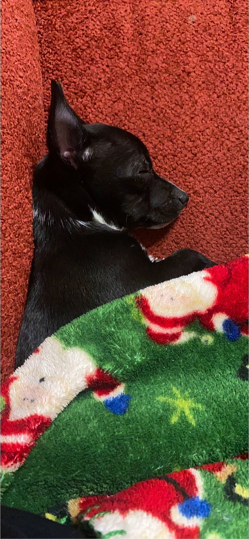 Tuco is registered to the contest to win money with this photo: canidae, carmine, carnivore, companion_dog, dog, dog_breed, dog_supply, foot, fur, grass, guard_dog, linens, rectangle, small_to_medium_sized_cats, snout, sporting_group, tail, whiskers, working_animal, working_dog