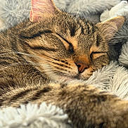 Baloo participe au concours pour gagner de l'argent avec cette photo : cat, tabby, sleeping, whiskers, fur, closeup, cozy, blanket, soft, pet, animal, resting, cute, domestic, feline, nap, relaxed, comfort, indoor, warm