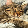 cat, tabby, sleeping, whiskers, fur, closeup, cozy, blanket, soft, pet, animal, resting, cute, domestic, feline, nap, relaxed, comfort, indoor, warm