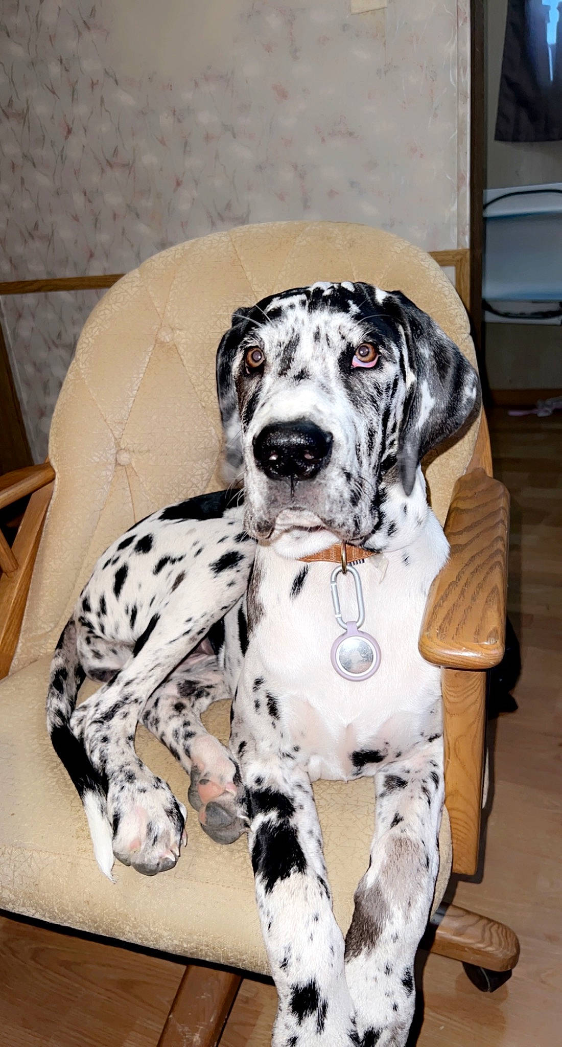 Hiera is registered to the contest to win money with this photo: canidae, carnivore, collar, companion_dog, dalmatian, dog, dog_breed, dog_collar, dog_supply, fawn, fur, great_dane, non_sporting_group, paw, pet_supply, puppy, snout, sporting_group, working_animal, working_dog