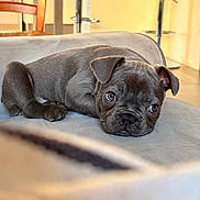 Foufoune participe au concours pour gagner de l'argent avec cette photo : animal, bar_stool, chair, couch, cozy, cute, dog, domestic, floor, furniture, gray, home, indoor, lying_down, pet, portrait, puppy, relaxed, soft_texture, young
