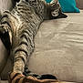 Hermione a rejoint le concours — aidez-le/la à gagner de superbes lots ! animal, blanket, cat, claws, comfort, couch, cozy, feline, fur, home, indoor, paw, pet, pillow, relaxing, resting, sleeping, stretching, tabby, whiskers