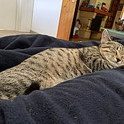 Hermione a rejoint le concours — aidez-le/la à gagner de superbes lots ! animal, blanket, cat, comfort, cozy, cute, domestic_animal, feline, fur, home, indoor, living_room, mammal, peaceful, pet, relaxation, resting, sleeping, striped, tabby