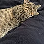 Hermione participe au concours pour gagner de l'argent avec cette photo : animal, blanket, cat, close_up, comfort, cozy, domestic_cat, ears, feline, fur, indoor, nap, peaceful, pet, relaxation, resting, sleeping, soft_texture, tabby_cat, whiskers