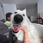Olaf joined the competition — help win amazing prizes! dog, white_dog, close_up, happy, smiling, tongue_out, person, braids, indoor, couch, living_room, hand, pet, snout, large_nose, fur, sunlight, shadow, cozy, companion