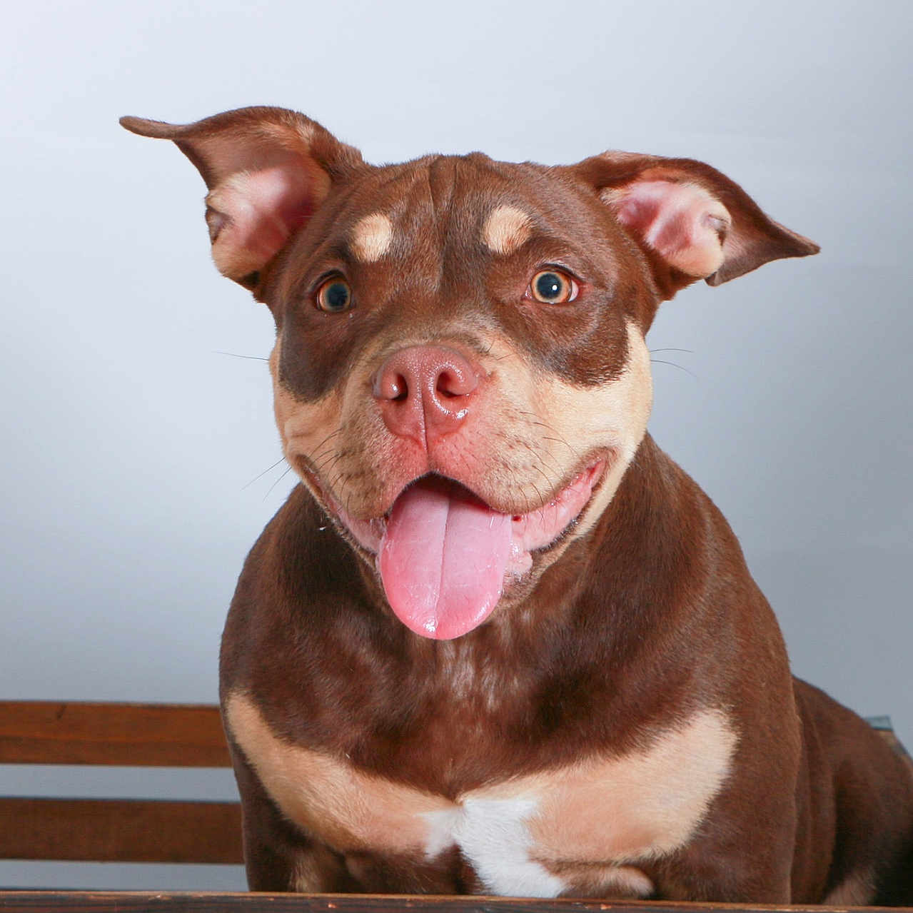 Reesie joined the competition — help win amazing prizes! dog, brown_dog, tan_dog, happy_dog, tongue_out, pet, animal, wooden_fence, indoor, portrait, cute, smiling, ears_up, friendly, canine, domestic_animal, looking_at_camera, playful, well_lit, close_up
