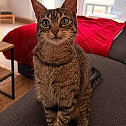 Woodie participe au concours pour gagner de l'argent avec cette photo : cat, tabby, pet, indoor, living_room, couch, blanket, window, curious, green_eyes, feline, whiskers, striped, domestic_animal, fur, sitting, close_up, houseplant, natural_light, cozy