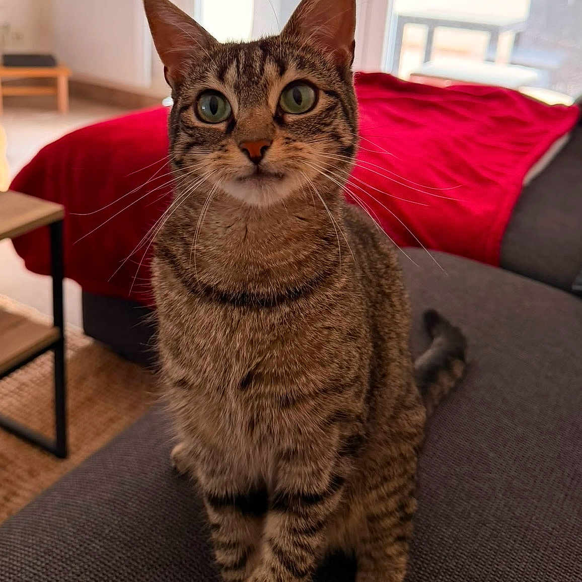 Woodie participe au concours pour gagner de l'argent avec cette photo : cat, tabby, pet, indoor, living_room, couch, blanket, window, curious, green_eyes, feline, whiskers, striped, domestic_animal, fur, sitting, close_up, houseplant, natural_light, cozy