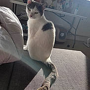 Princess a rejoint le concours — aidez-le/la à gagner de superbes lots ! cat, pet, feline, white_cat, grey_spot, tail, whiskers, couch, sofa, sunlight, shadow, indoor, window, photoframe, trophy, furniture, domestic, portrait, sitting, cozy