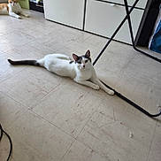 Princess a rejoint le concours — aidez-le/la à gagner de superbes lots ! cat, indoor, floor, tile, white_cat, black_patches, orange_cat, storage_unit, metal_frame, relaxed, pets, domestic, home, animal, laying, fur, two_cats, quiet, resting, cozy
