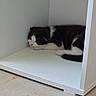 Stella a rejoint le concours — aidez-le/la à gagner de superbes lots ! cat, sleeping, black_and_white, feline, indoor, cubicle, white_furniture, floor, resting, pet, animal, cozy, quiet, peaceful, fur, paw, hidden, corner, napping, domestic