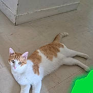 Nougat participe au concours pour gagner de l'argent avec cette photo : cat, orange_and_white, floor, tile, indoor, pet, animal, relaxed, lying_down, corner, wall, curious, fur, whiskers, ears, tail, four_legs, looking, domestic_cat, resting