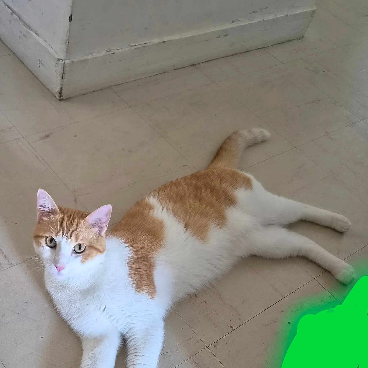 Nougat participe au concours pour gagner de l'argent avec cette photo : cat, orange_and_white, floor, tile, indoor, pet, animal, relaxed, lying_down, corner, wall, curious, fur, whiskers, ears, tail, four_legs, looking, domestic_cat, resting