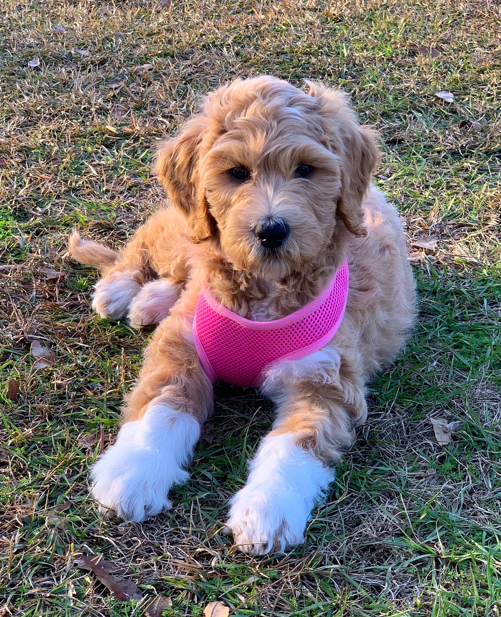 Flossie is registered to the contest to win money with this photo: briquet_griffon_vendeen, canidae, carnivore, companion_dog, dog, dog_breed, dog_collar, dog_supply, fur, goldendoodle, maltepoo, mammal, pet_supply, poodle_crossbreed, snout, sporting_group, terrier, vertebrate, water_dog, working_animal