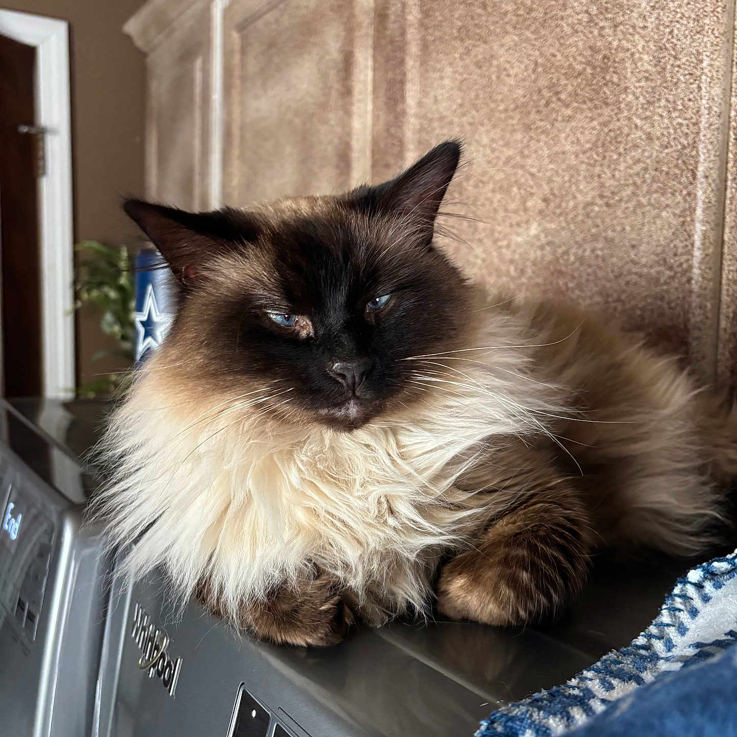 Blou joined the competition — help win amazing prizes! blue_eyes, can_with_star, cat, close_up, countertop, cozy, ears, feline, fluffy, home, indoor, long_fur, metallic_surface, pet, portrait, relaxed, towel, upholstery, washing_machine, whiskers