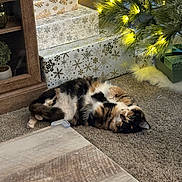Indy is registered to the contest to win money with this photo: cat, calico_cat, pet, christmas_tree, christmas_lights, presents, gift_wrapping, carpet, living_room, cozy, festive, fur, sleeping, relaxed, indoor, wooden_table, cabinet, holiday, ornament, playful