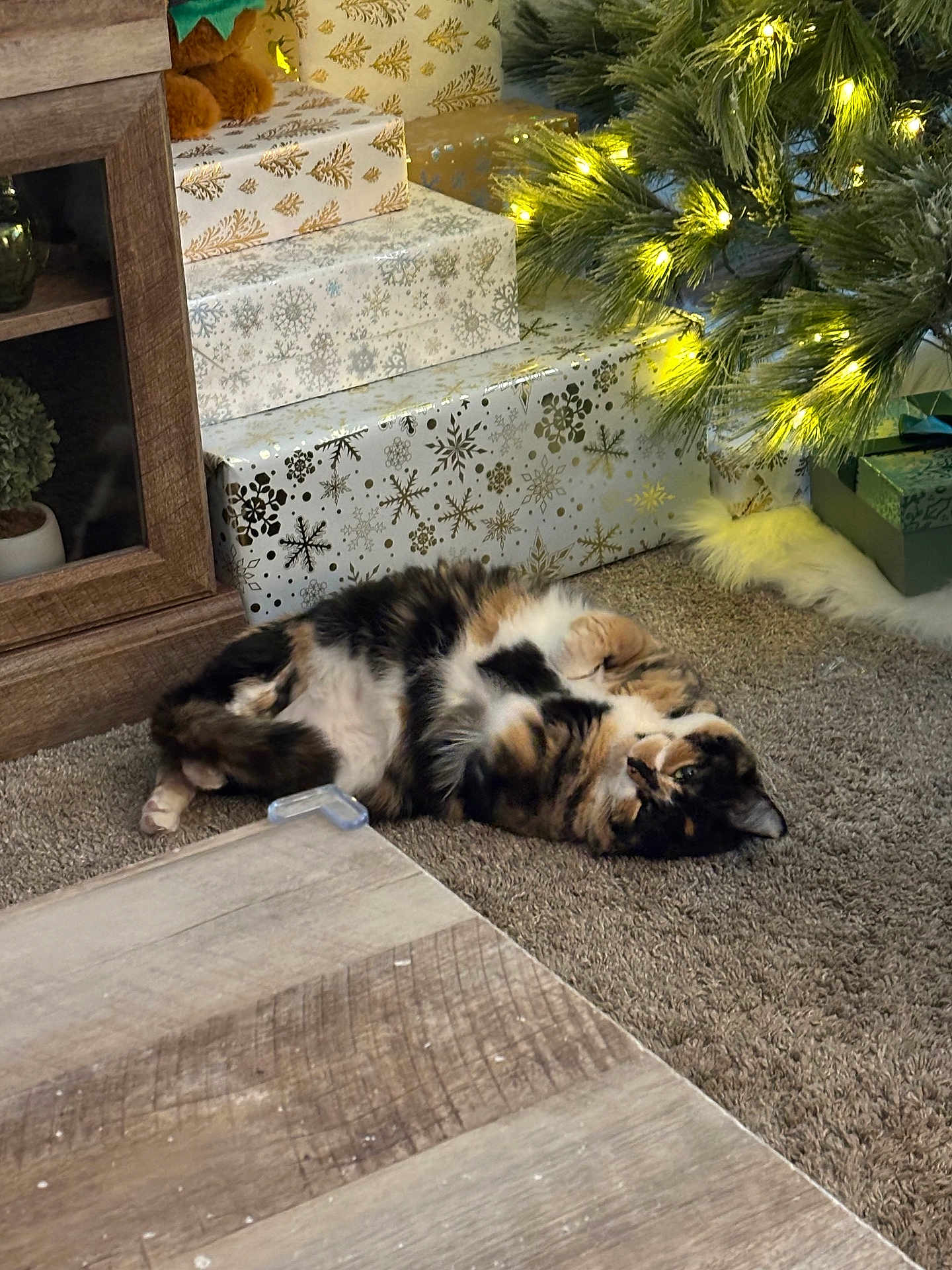 Indy is registered to the contest to win money with this photo: cat, calico_cat, pet, christmas_tree, christmas_lights, presents, gift_wrapping, carpet, living_room, cozy, festive, fur, sleeping, relaxed, indoor, wooden_table, cabinet, holiday, ornament, playful