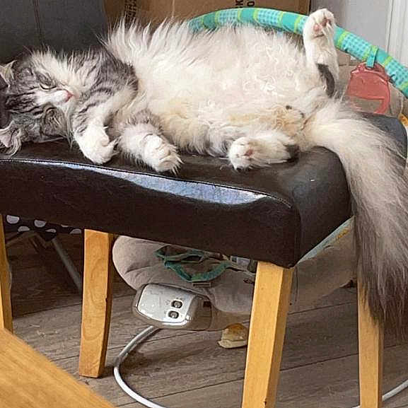 Kenzo is registered to the contest to win money with this photo: canidae, carnivore, cat, chair, comfort, companion_dog, felidae, flooring, fur, furniture, hardwood, living_room, outdoor_furniture, sitting, small_to_medium_sized_cats, sporting_group, table, tail, whiskers, wood