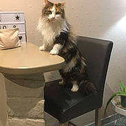 Orchidée a rejoint le concours — aidez-le/la à gagner de superbes lots ! animal, cat, chair, dining_room, feline, fluffy, framed_picture, funny_pose, furniture, home, houseplant, indoor, long_hair, pet, portrait, standing, table, tile_floor, wall, white_and_gray