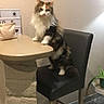 animal, cat, chair, dining_room, feline, fluffy, framed_picture, funny_pose, furniture, home, houseplant, indoor, long_hair, pet, portrait, standing, table, tile_floor, wall, white_and_gray
