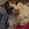 Orchidée participe au concours pour gagner de l'argent avec cette photo : animal, blanket, calico_cat, cat, close_up, cute, feline, fluffy, green_eyes, indoors, long_hair, lounging, pet, pink_nose, pointed_ears, portrait, red_blanket, sitting, social_media_screenshot, whiskers